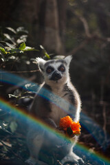 Obraz premium Ring-tailed lemur holding fruit in a forest sanctuary