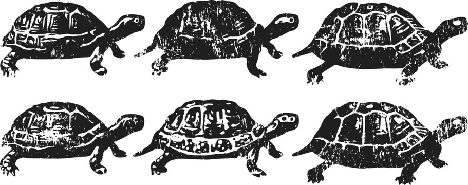 Six different black and white tortoise illustrations showing various shell patterns and walking poses
