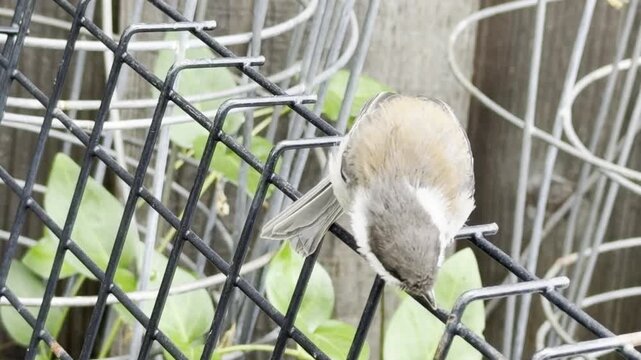 Chickadee fledgling perches in garden and calls for food