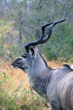 Profile of a greater kudu with long spiral horns