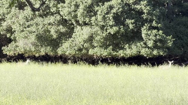 Two mule deer walk along the edge of a grassy field	