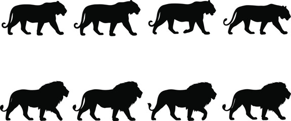Minimalist black silhouettes of lions and tigers showcasing mane and body differences for wildlife vector design and commercial graphic collection © bipul stok