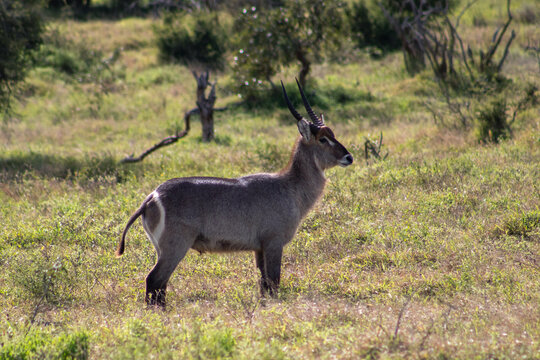Waterbuck antelope standing alert in the savanna