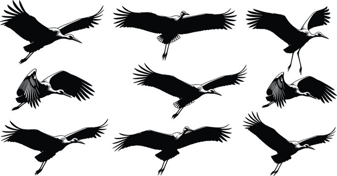 Silhouettes of cranes and herons in graceful flight, showcasing wing positions, avian motion, and nature design inspiration for artistic projects