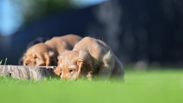 Cute golden cocker spaniel puppy playing on green grass outdoors in 4K