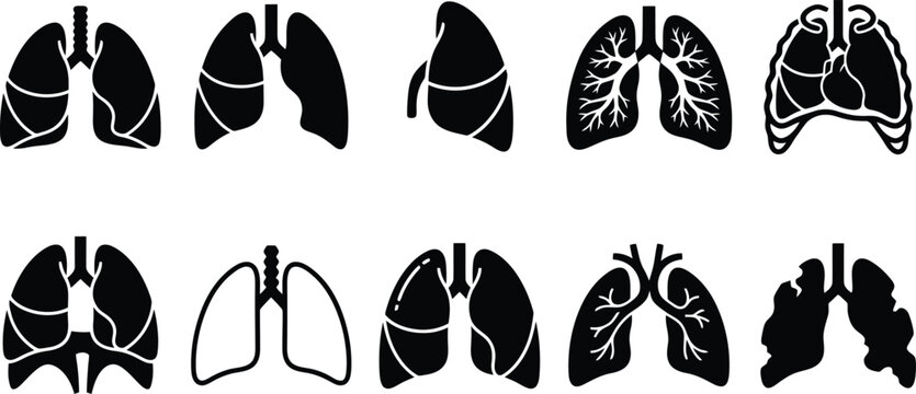 Human Lungs Anatomy Silhouette Vector Icon Set for Medical Education, Respiratory Healthcare Infographics & Pulmonary Disease Awareness Presentations (EPS)