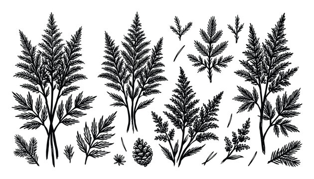 Black fern leaves and pine cone silhouettes on transparent background