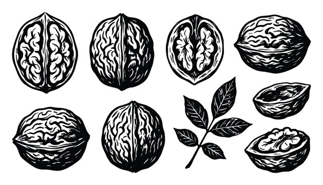 Black ink brush style collection of walnuts isolated on transp