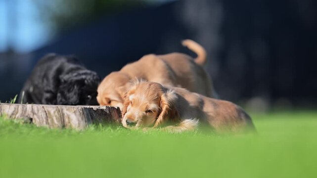 Adorable cocker spaniel puppy in sunny backyard, playful pet dog video in 4K