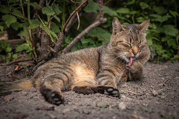 Obraz premium A tranquil domestic tabby cat with distinctive striped fur is captured self-grooming, meticulously licking its paw with closed eyes, relaxing on rich dark soil outdoors, surrounded by vibrant green