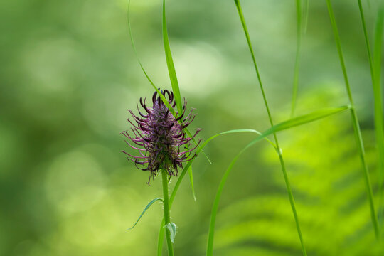 Leuchtende Einzelbl&uuml;te in der Wiese im Mai von der Teufelskralle (Phyteuma)