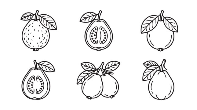 Hand drawn guava fruit sketch collection vector illustration with cross section handdrawn illustration tropical isolated engraving collection botanical ingredient monochrome foodstuff