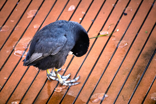 Ornithology. Eurasian Coot (Fulica atra). Bird, animal conccept. Alone coot is in coast. Top view, above. Copy space, blank, empty. No people, nobody. Horizontal photo.