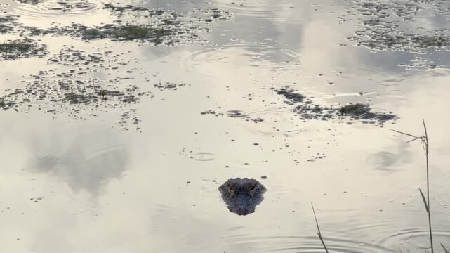 American alligator (binomial name: Alligator mississippiensis) glides to a stop in a retention pond and floats, head above water, looking at you on a spring evening during mating season in Florida
