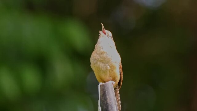 Carolina wren brown warbler chirping loudly. 