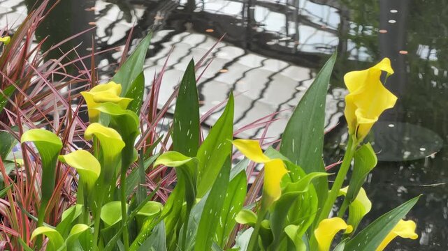 Calla lilies (binomial name: Zantedeschia aethiopica &lsquo;Summer Sun&rsquo;) in bloom at the edge of a conservatory pool with wavering reflections of a skylight