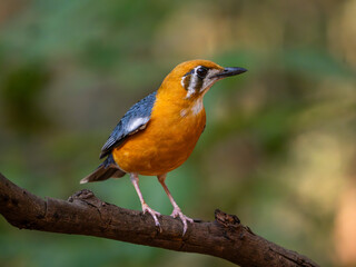 Fototapeta premium Orange headed thrush perched on a forest branch with vibrant orange plumage and soft natural light.