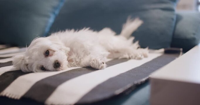 Adorable small white dog sleeping peacefully on a striped bed with colorful cushions in the background, exuding warmth and tranquility in a cozy home setting