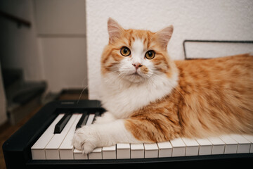 cat on the piano © Thabea