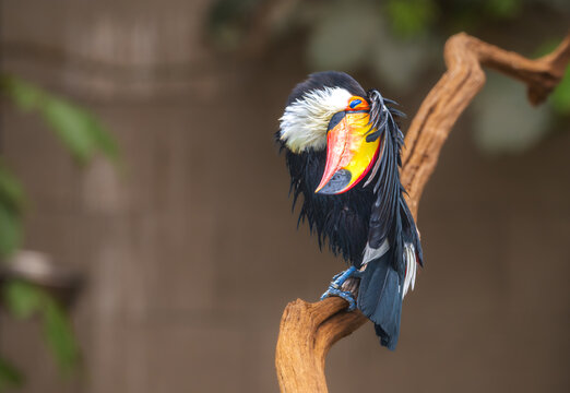 Toco toucan sitting on a curved wooden branch preening its black feathers against a blurred green background in zoo