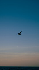 Fototapeta premium Seagull flying at sunset 