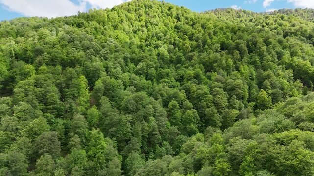Cinematic aerial drone footage of lush green forested mountains in summer, scenic 4K nature landscape.