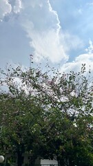 Fototapeta premium clouds and trees
