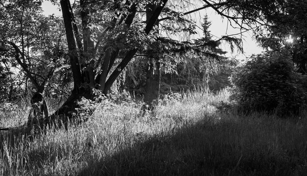 Landschaft am Waldrand Fr&uuml;hmorgens mit Gr&auml;ser und Baum in schwarz wei&szlig; Umsetzung