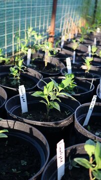 Nursery potted limelight hydrangea seedlings growing