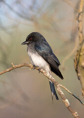 Fototapeta premium White-bellied drongo perched on a twig in morning light - Bird photography. This beautiful white-bellied drongo is truly a sight to see in the wild. 