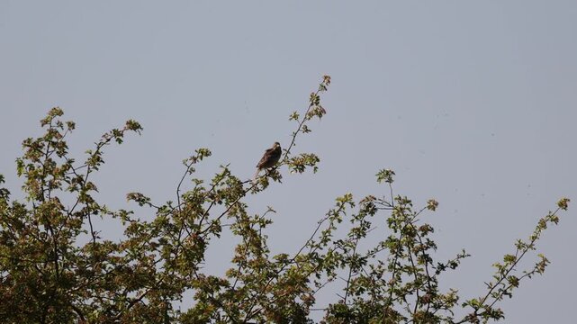 Skylark singing in early morning on Salisbury plain