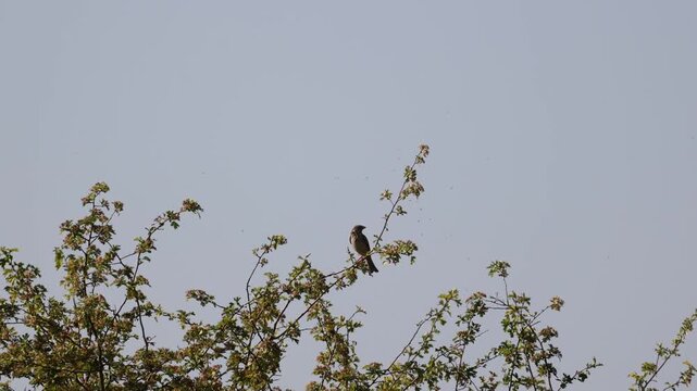 Skylark singing in early morning on Salisbury plain