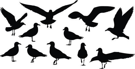 Fototapeta premium Seagull Bird Silhouette Collection with Flying Coastal Wildlife Poses for Nature Inspired Vector Illustration and Decorative Design Projects