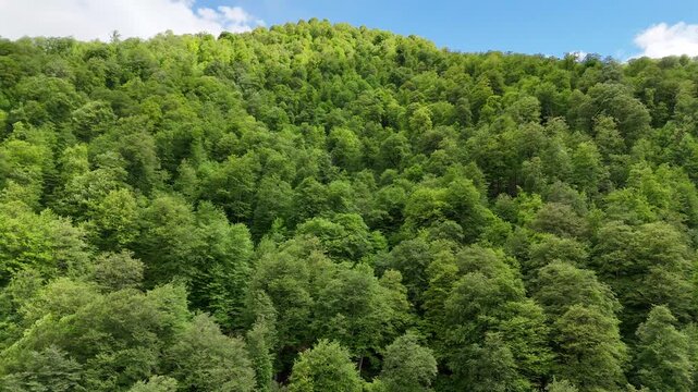 Cinematic aerial drone footage of lush green forested mountains in summer, scenic 4K nature landscape.