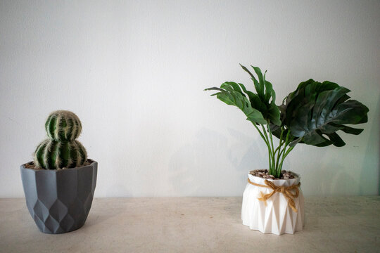 A green Balloon Cactus (Parodia magnifica) and an artificial Monstera deliciosa plant