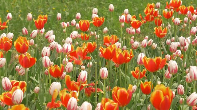 Colorful Orange and White Tulips Blooming in Spring Garden Flower Bed