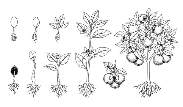 Flowering Plant Growth Stages Illustration with Root Stem Leaves Bloom and Botanical Development Set