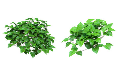 Obraz premium Two lush green plant bushes with dense leaves isolated on transparent background for architectural renderings.