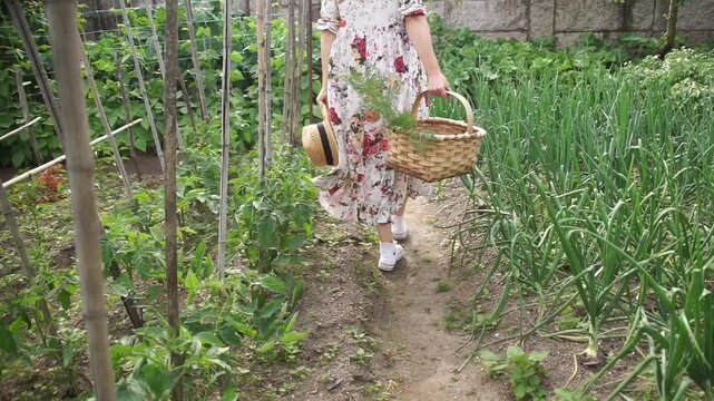 Wide shot of a woman wearing a summer dress walking along a path between rows of crops, carrying a wicker basket filled with fresh produce.