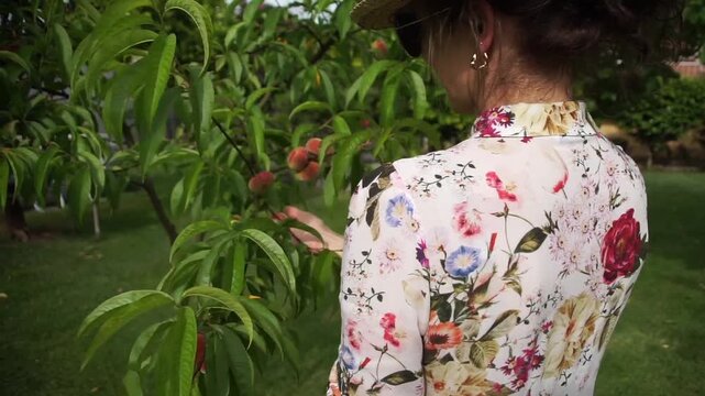 Back view of a woman in a floral dress and straw hat standing in a garden, admiring or picking flat peaches from a green tree branch.