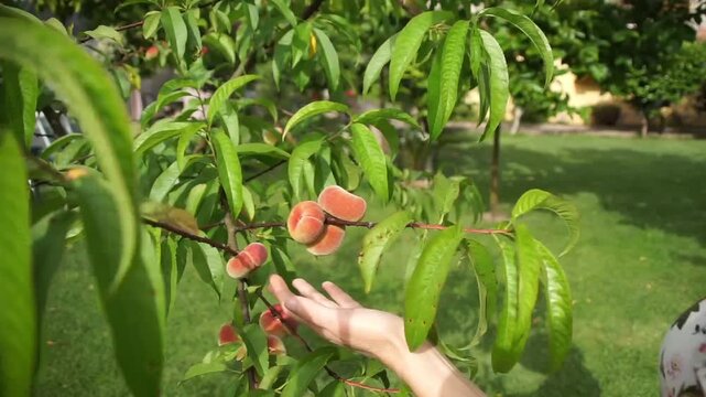 Close-up of a woman's hand and arm reaching out to examine growing flat peaches ripening on a tree branch with green leaves.
