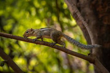 Obraz premium Squirrel foraging on a tree branch with bushy tail and soft brown fur in natural daylight.