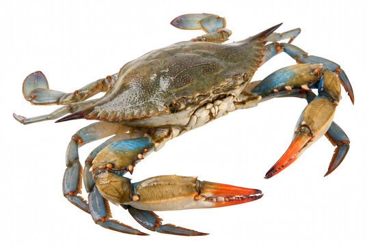 Atlantic Blue Crab Callinectes Sapidus Isolated on Dark Surface