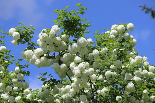 Viburnum opulus Roseum. White balls of blooming snowball bush.