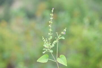 Fototapeta premium Wild Skullcap Scutellaria Wildflowers Blooming on Elegant Upright Stems 