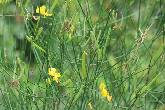 Yellow Spanish Broom Spartium Junceum Flowers on Green Rush Like Stems