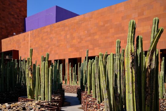 Cactus Garden at Museo Laberinto in Tangamanga Park (San Luis Potosi, San Luis Potosi, Mexico)