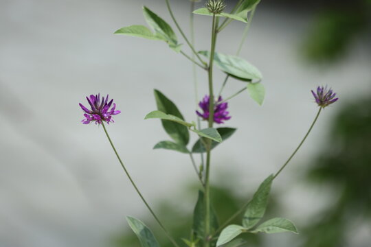 Purple Arabian Pea Bituminaria Bituminosa Wildflowers Blooming on Slender Stems