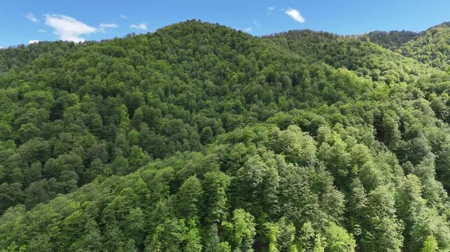 Cinematic aerial drone footage of lush green forested mountains in summer, scenic 4K nature landscape.