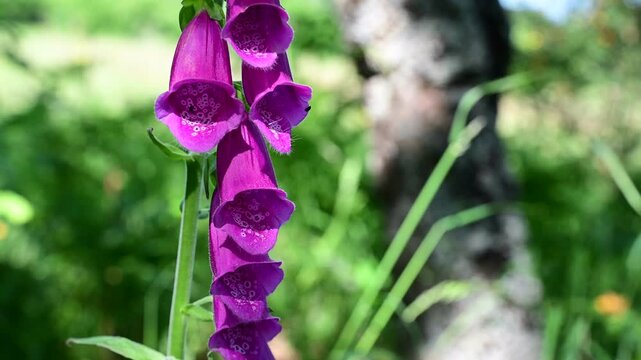 Purple foxglove plant in the Pilat Regional Natural Park, Loire, commune of Veranne on May 28, 2026.